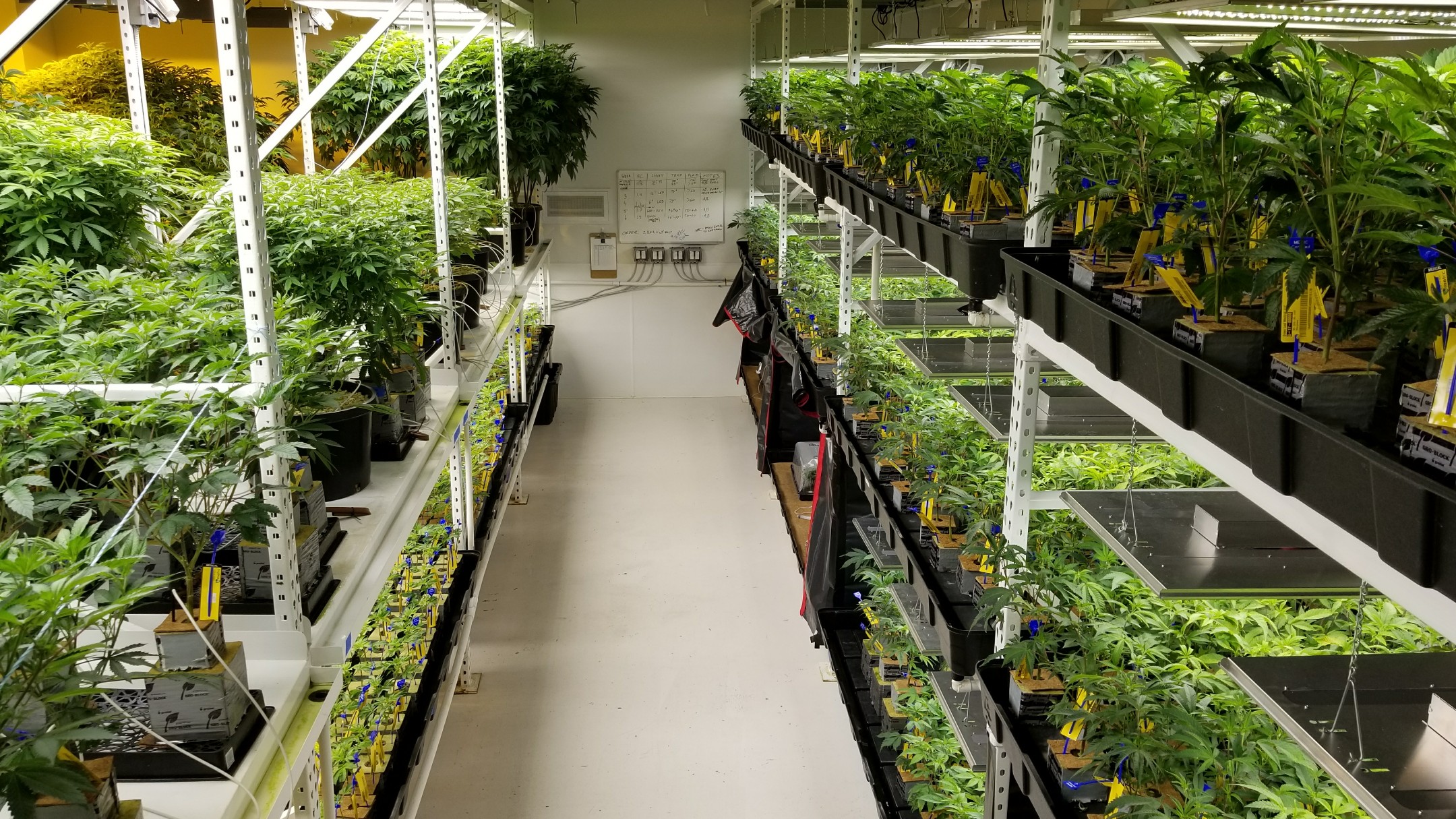 Systems Integration Cannabis Facility Design And Building Cannabis