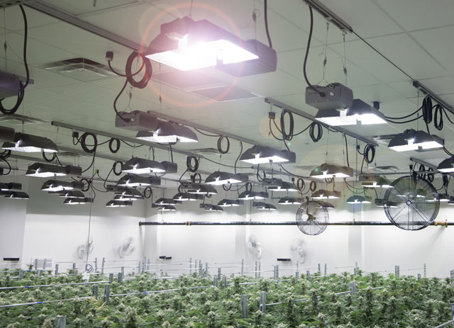 GLeaf Automated Lighting in a Commercial Cultivation Facility