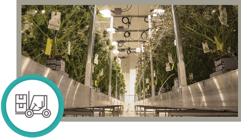 Cannabis & Equipment in a Commercial Cultivation Facility