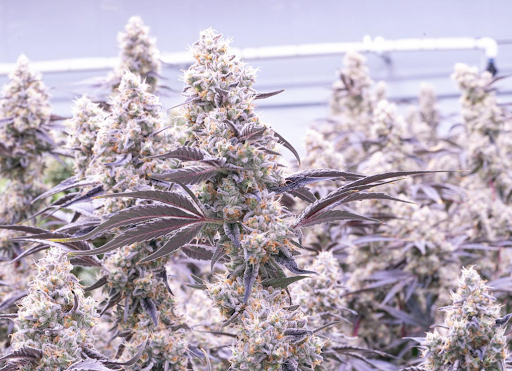 A light, almost pastel photo of a pretty flowering Dante's Inferno cannabis plant